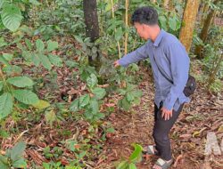 Dibuang di Kebun Bambu, Bayi Laki-laki Ditemukan Masih Hidup di Parungkuda