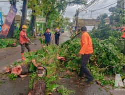Hujan Disertai Angin Kencang, Pohon Mahoni Tumbang Timpa Motor di Cikembar