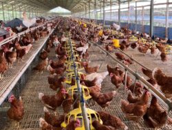 Beternak Ayam Petelur Lebih Etis,  Buku Panduan Ternak Cage-Free Resmi Diluncurkan