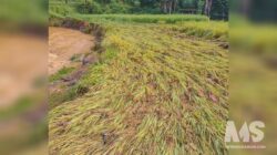 Banjir Bandang Terjang Cipeuteuy, Sawah Siap Panen Hancur, Jembatan Warga Putus