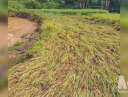 Banjir Bandang Terjang Cipeuteuy, Sawah Siap Panen Hancur, Jembatan Warga Putus