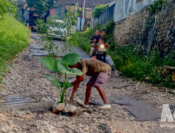 Tanam Pohon di Tengah Jalan, Sinyal Keras Protes Warga Cibadak