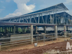 Bau Menyengat, Warga Cicurug Soroti Legalitas Peternakan Sapi: Izin Dipertanyakan, Aktivitas Sudah Jalan