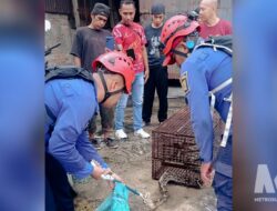 Ular Masuk Pabrik Saus di Cibadak, Damkar Sukabumi Sigap Evakuasi dalam 44 Menit
