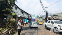 Cegah Pohon Tumbang, BPBD Sukabumi Tebang Mahoni Tua di Jalur Nasional Cibadak