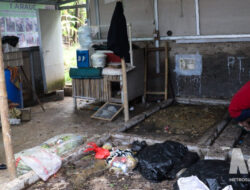 Sulap Sampah Jadi Pangan! Budidaya Maggot di Warudoyong Sukabumi Jadi Andalan Ketahanan Warga