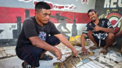 Heboh! Buaya Muncul di Sungai Cibatu Sukabumi, Warga Beramai-ramai Tangkap Reptil Sepanjang Hampir 2 Meter