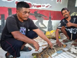 Heboh! Buaya Muncul di Sungai Cibatu Sukabumi, Warga Beramai-ramai Tangkap Reptil Sepanjang Hampir 2 Meter