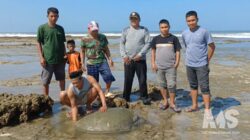 Heboh! Penyu Hijau Raksasa Muncul di Pantai Minajaya, Warga Beramai-ramai Menolong
