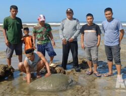 Heboh! Penyu Hijau Raksasa Muncul di Pantai Minajaya, Warga Beramai-ramai Menolong
