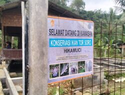 Metode Stripping Berhasil, Kelompok Binaan Star Energy Geothermal Sukabumi Hasilkan 3.000 Anakan Ikan Torsoro