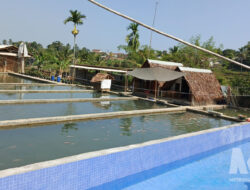 Hampir Setahun Berdiri, Kolam Ikan dan Kandang Ayam di Cidahu Disebut Belum Berizin