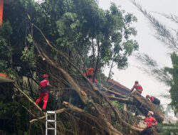 Hujan Badai Terjang Cicurug, Pohon Beringin Tumbang Timpa 12 Kendaraan
