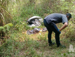 Terbungkus Plastik dan Terikat, Ciri-Ciri Penemuan Mayat di Bawah Tol Bocimi Sukabumi