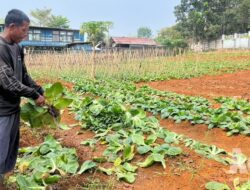 Panen 250 Kg Sawi di Lapas Warungkiara, WBP Didorong Jadi Petani Produktif