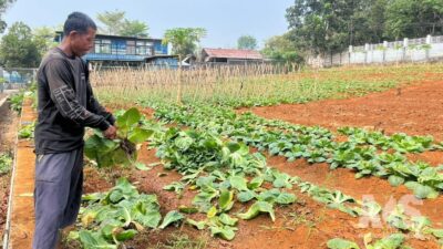 Panen 250 Kg Sawi di Lapas Warungkiara, WBP Didorong Jadi Petani Produktif