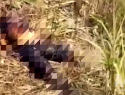 Cium Bau Menyengat Saat Mengarit Rumput, Petani Temukan Mayat Perempuan di Ciemas